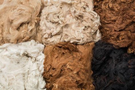  Alpaca Fibre: Le Luxe Souvent Méconnu pour Vos Textiles de Haute Qualité !