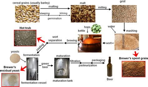 Barley: Découvre son Potentiel pour l’Alimentation Animale et la Production de Bière!