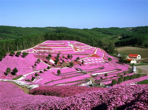 北海道 おすすめ時期 - 雪と花の共演を楽しむ絶好のタイミング