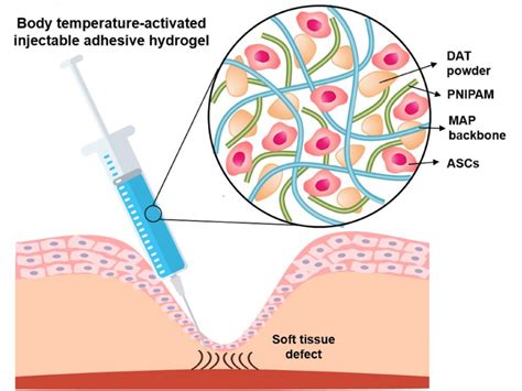  Keratin Hydrogels: Une solution biocompatible pour l'ingénierie tissulaire régénérative?