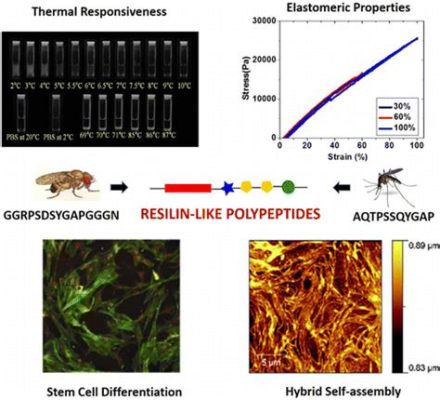 Resilin, Une Biomatériaux Exceptionnel Pour Des Applications Médicinales révolutionnaires!