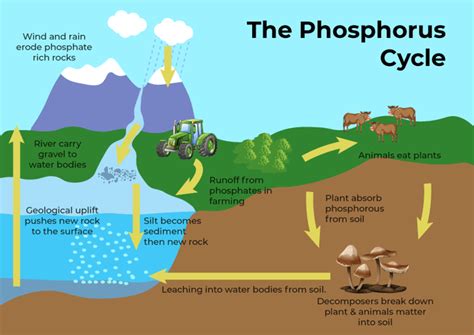 Pourquoi le Phosphore devrait-il être la pierre angulaire de votre prochaine aventure industrielle ?